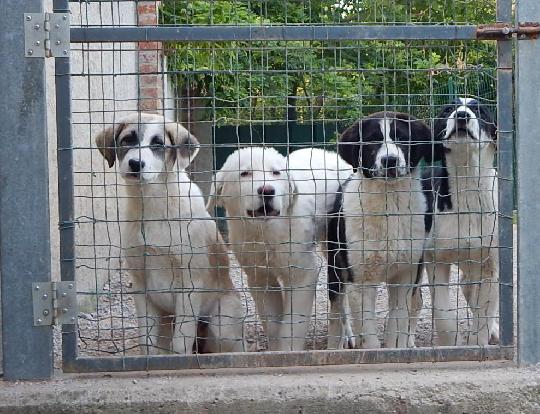 Cuccioli di pastore dell Asia centrale Arezzo Possibile consegna